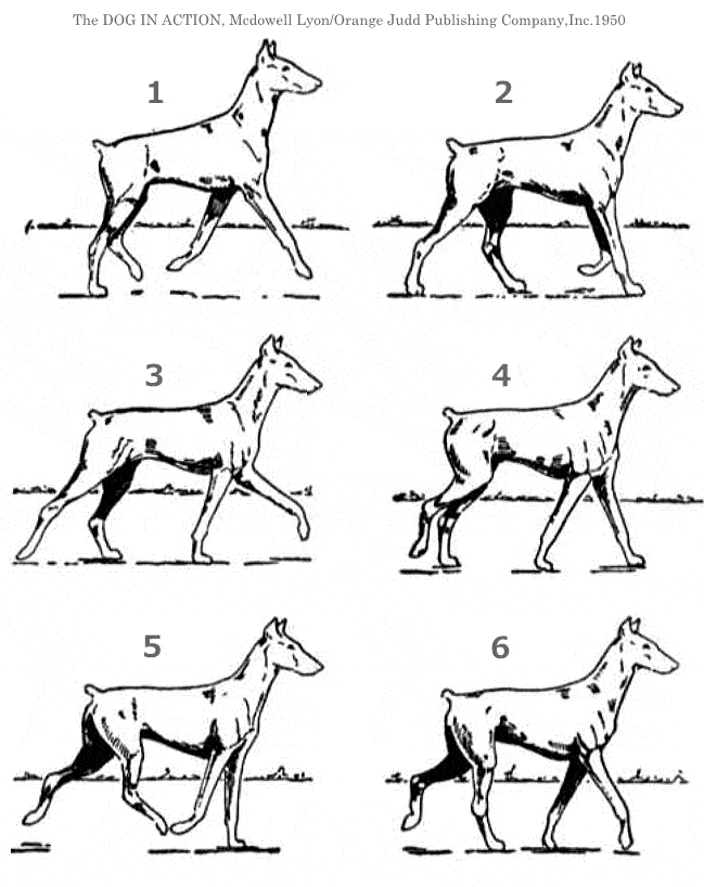 犬の歩き方チェック完全ガイド ふらつく 遅い 立ち止まるは病気のサインかも 子犬のへや