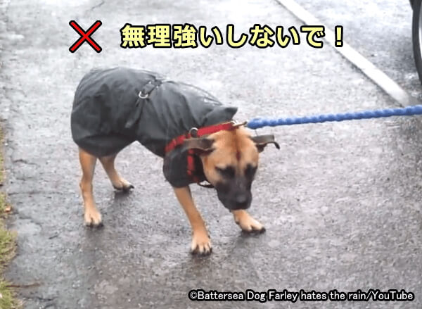 雨が嫌いな犬を強引に外に連れ出さないで