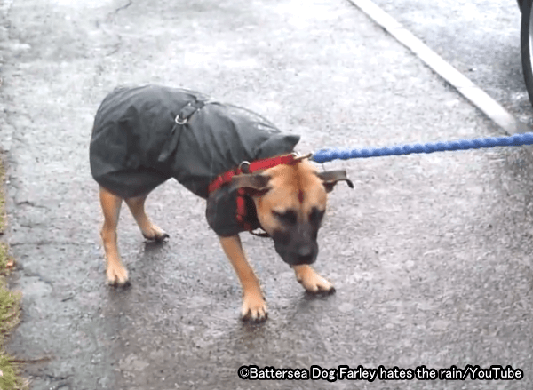 雨が嫌いな犬を強引に外に連れ出さないで