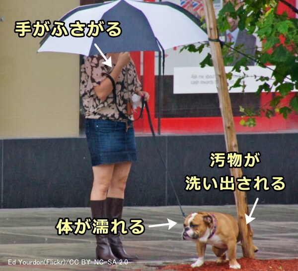 犬の散歩の仕方 完全ガイド 時間帯や場所選びから雨の日の対処法まで 子犬のへや