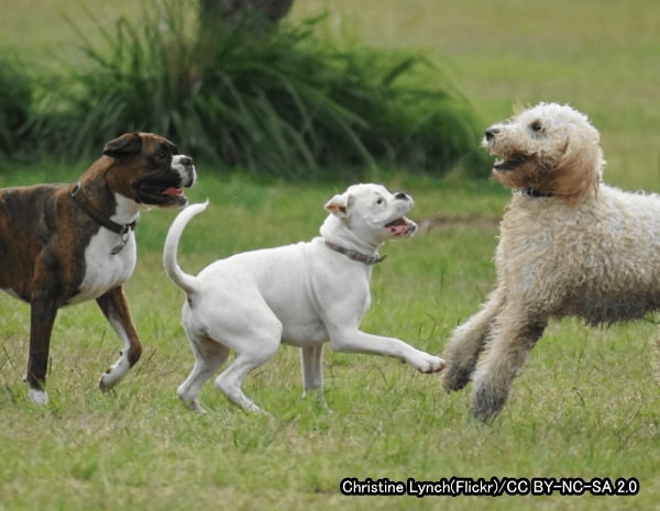 ドッグランでは犬同士のほか飼い主同士のトラブルも結構多い