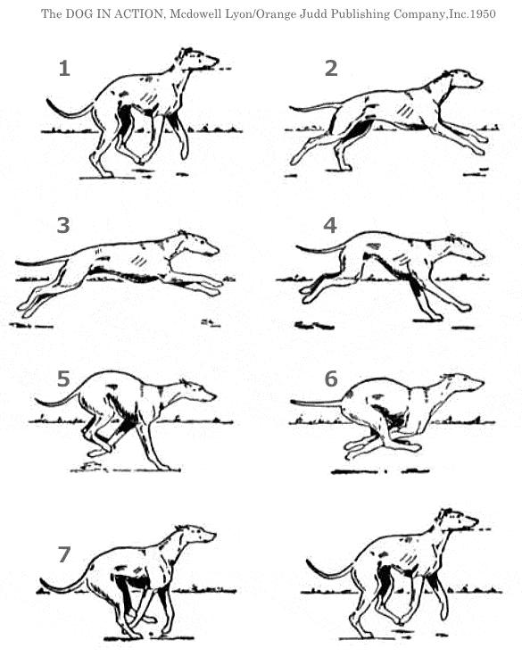 犬の正常な歩き方～ダブルサスペンションギャロップ（double suspention gallop）