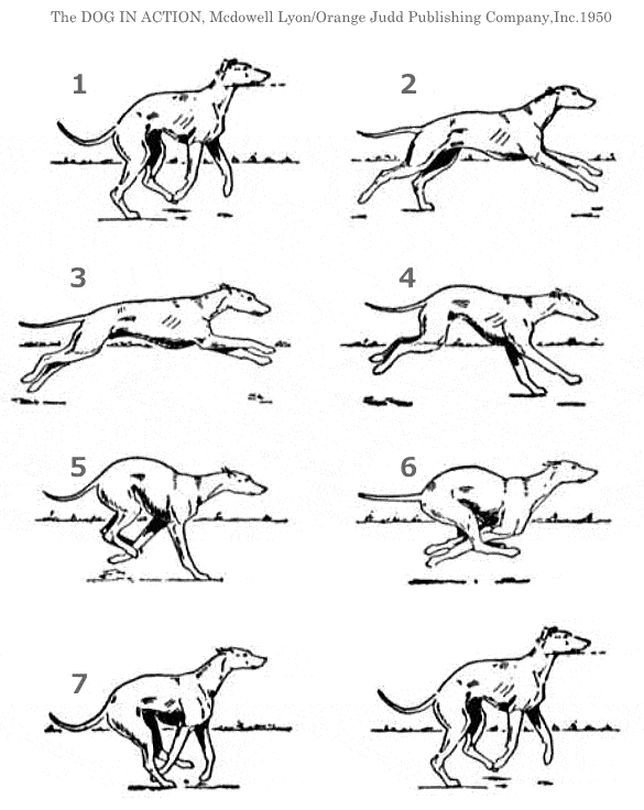 犬の歩き方チェック完全ガイド ふらつく 遅い 立ち止まるは病気の