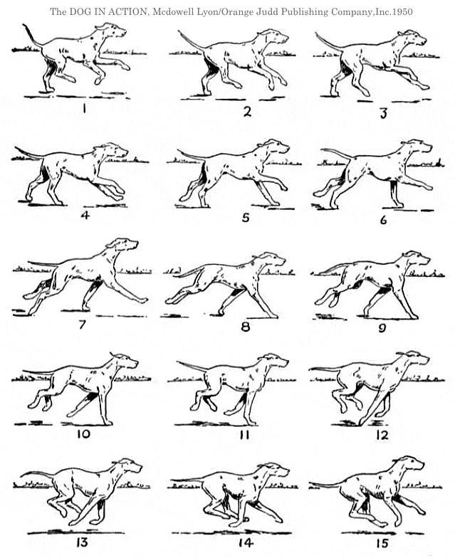 犬の正常な歩き方～ギャロップ（gallop）