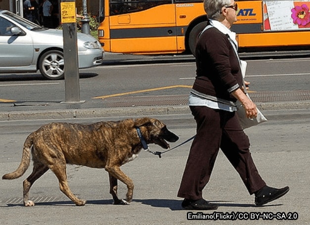 歩道では犬、飼い主、通行者、車や自転車の運転者などさまざまなトラブルパターンがありうる