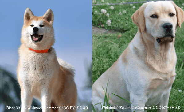 成犬の体重が25kg以上の大型犬~秋田犬やラブラドールレトリバー