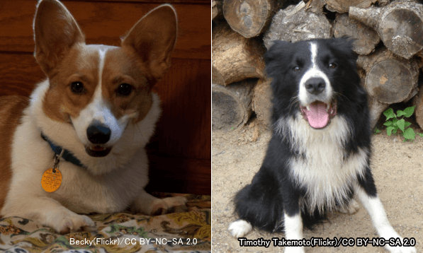 成犬の体重が10~25kgの中型犬~ボーダーコリーやウェルシュコーギーなど