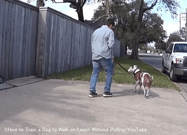 犬の散歩トレーニングを屋外で行う場合は、人通りや自動車の少ない舗装道路で