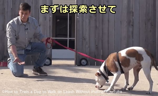 犬を屋外に連れ出したら、まずは犬に思う存分探索させてあげる