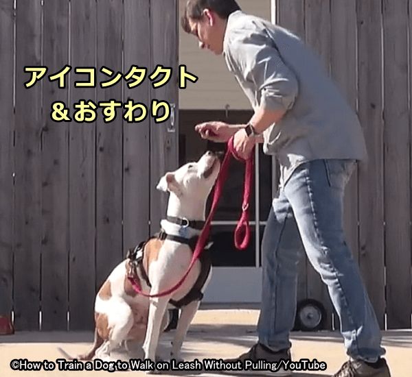 犬が外の環境に慣れてきたらアイコンタクトとおすわりを繰り返し練習