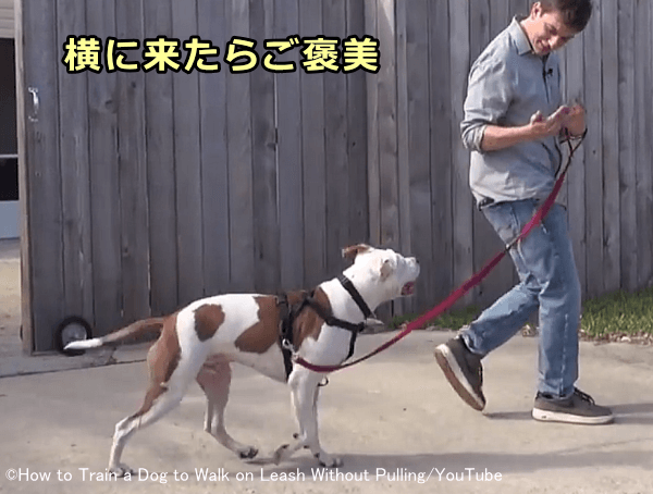 気が散る屋外環境でも飼い主の足元に寄り添って歩かせるのが目標