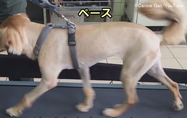 犬の正常な歩き方～ペース（pace）