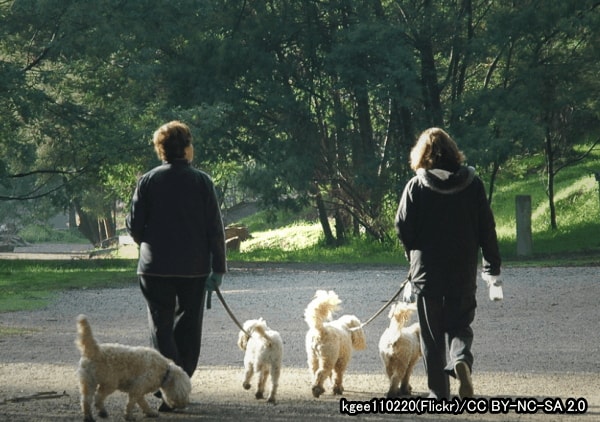 公園をドッグランと勘違いして犬の散歩をしてはいけない