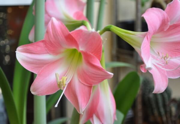 犬の散歩中に出くわす危険性が高い植物一覧リスト～アマリリス（Amaryllis）の花弁