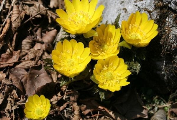 犬の散歩中に出くわす危険性が高い植物一覧リスト～フクジュソウ（福寿草）