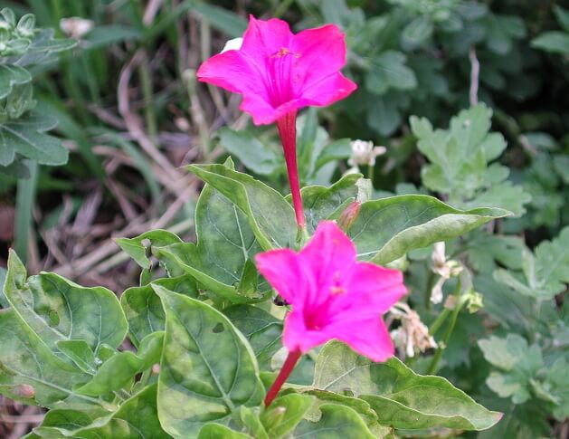 犬の散歩中に出くわす危険性が高い植物一覧リスト～オシロイバナ（Mirabilis jalapa）の花弁