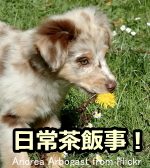 犬にとって草や植物を食べるという行為はいたって普通のこと