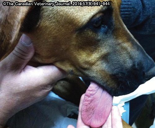 舌骨を骨折した犬ではまれに舌の出しっぱなしや嚥下困難が見られることも