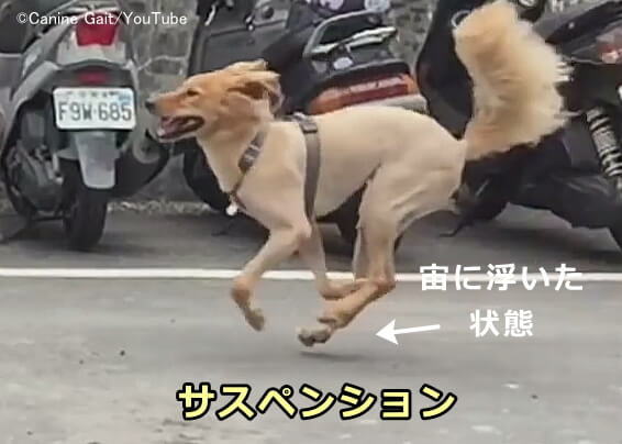 犬の正常な歩き方の一種フライングトロット（flying trot）で見られるサスペンション