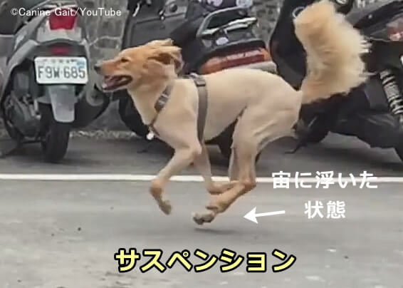 犬の歩き方チェック完全ガイド ふらつく 遅い 立ち止まるは病気のサインかも 子犬のへや