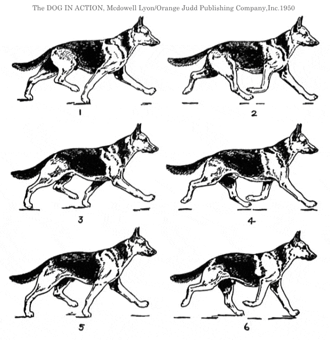 犬の正常な歩き方～トロット（Trot）