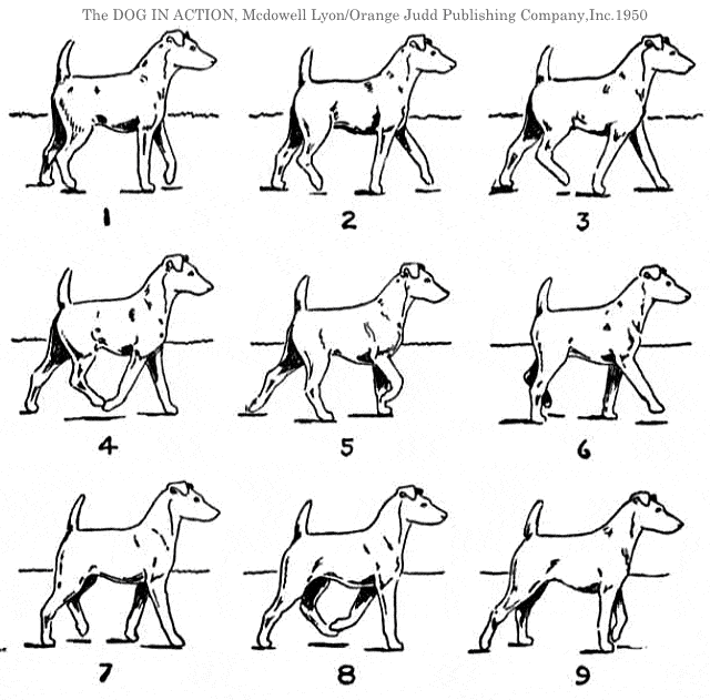 犬の正常な歩き方～ウォーク（walk）