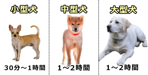 犬の体型別に見た1日に必要な散歩時間の目安