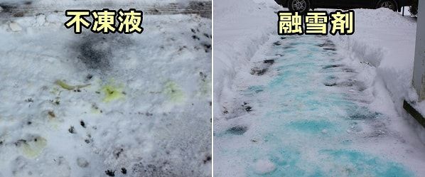 道端に捨てられてた不凍液や道路にまかれた融雪剤は、犬の中毒事故の原因になりうる