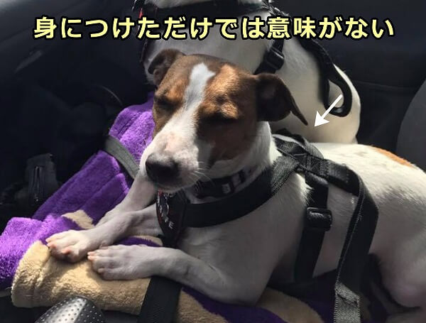 犬にシートベルト装着したら必ず一端を固定すること