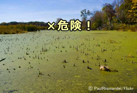 藻が生い茂った水辺に犬を連れて行かないのが無難