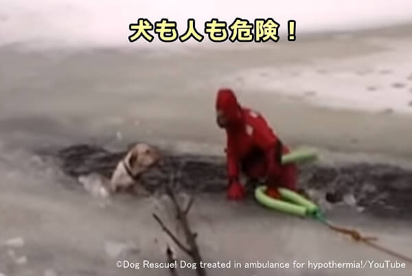 犬が凍った池の中に落ちてしまうと、犬にもそれを救助する人間にも危険が及ぶ