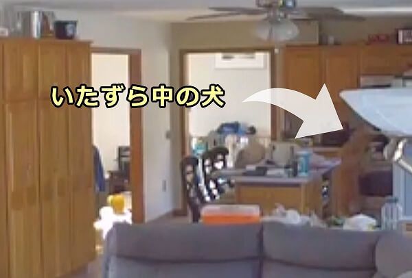 タッチ式のこんろが出現したことにより、犬や猫と言ったペットを原因とする火事が増えつつある 