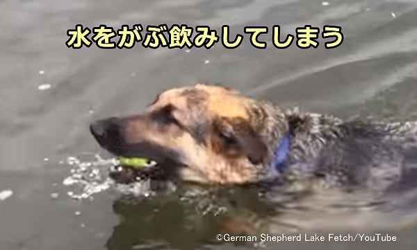 海や湖の中で取ってこい遊びをすると口を開けた時に大量の水を飲み込んでしまう