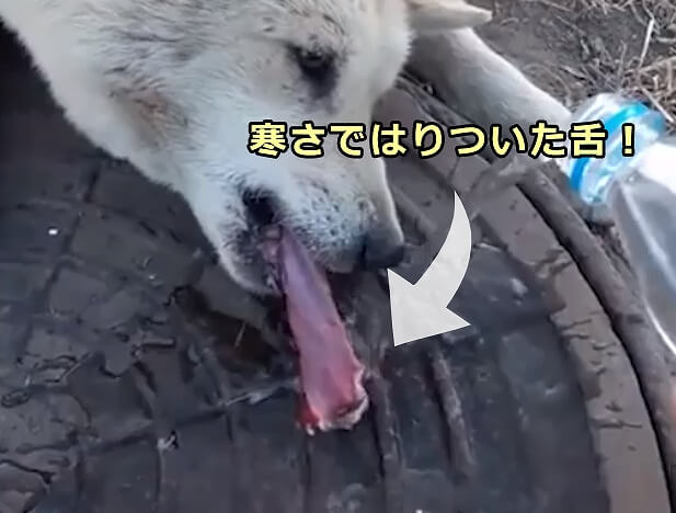 冷たくなりすぎたマンホールに舌の先がくっついてしまった野良犬