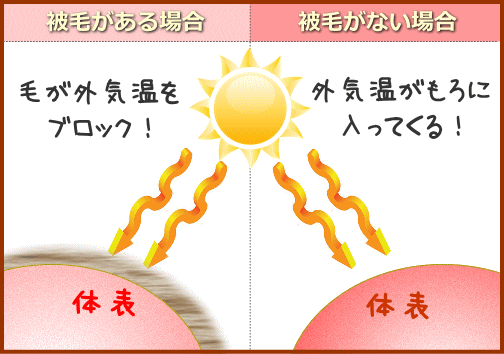 サマーカットで被毛を短く刈り込みすぎると逆に日光皮膚炎のリスク増大