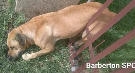 花火を怖がって逃げ出した犬の「マックス」~フェンスの格子に腹部を刺されて安楽死を余儀なくされる