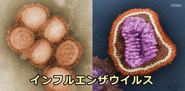 インフルエンザウイルスの顕微鏡拡大写真
