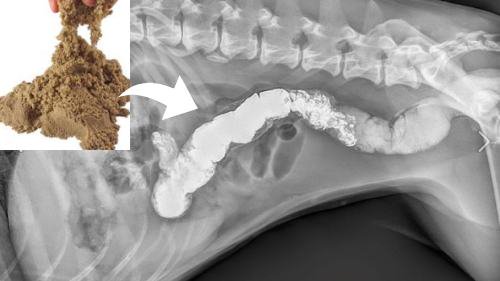 犬は「キネティックサンド」のような砂のおもちゃを飲み込んでしまうこともある