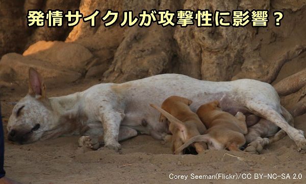 発情サイクルが犬（特にメス）の攻撃性に影響を及ぼす可能性がある