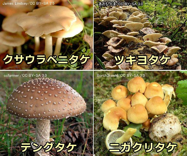日本国内でよく見られる毒キノコの外観一覧写真