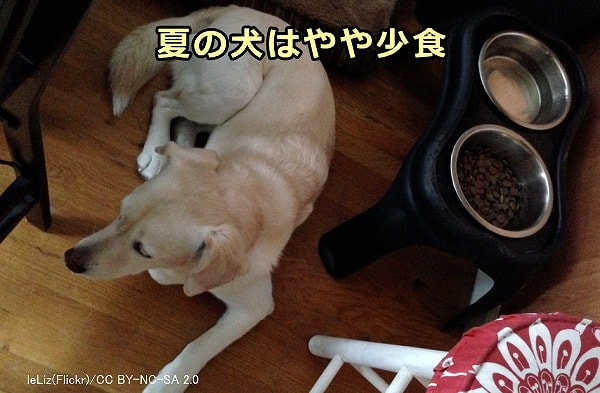 気温が上がる夏になると基礎代謝が下がるため犬の食事量も減る