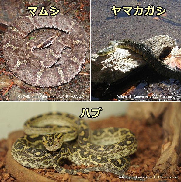 日本国内で見られる代表的な毒蛇～ヤマカガシ、マムシ、ハブ
