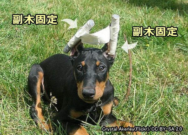 断耳された犬の耳は型くずれしないようしばらく副木固定される