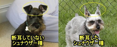 耳の立っている犬は、必ずしも生まれつきそのような形状を持っているわけではありません。