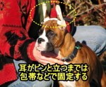 断耳後の犬は耳を包帯などで固定され、軟骨が固まるまで安静を余儀なくされます。