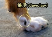 犬の前後の足に見られる地面と接触していない指が狼爪です。