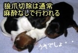 犬の狼爪切除は通常麻酔無しで強行されます。これは「子犬は痛みを感じない」という通説に根ざした慣習です。