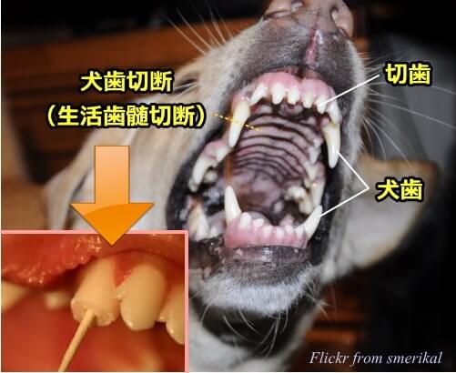 犬歯切断は、上2本、下2本の合計4本の犬歯に対して行われます。