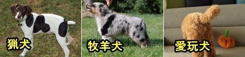 犬が怪我をしないようにあらかじめしっぽを切ってしまうのが予防医学としての断尾です。