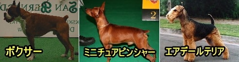 犬種標準に合わせてしっぽを切り落とすのが、美容目的の断尾です。